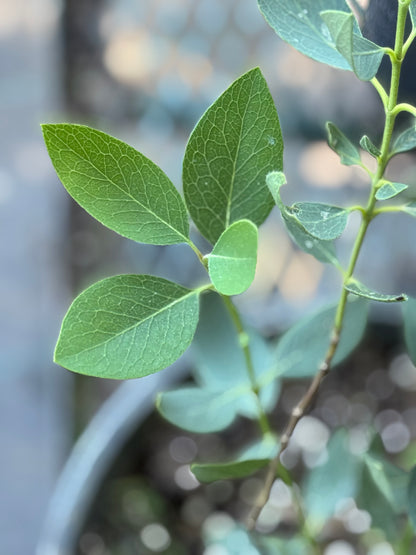 *RETAIL - Garrya wrightii [Windy Point Vista]