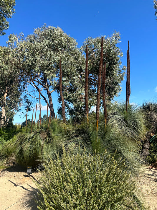 Xanthorrhoea australis