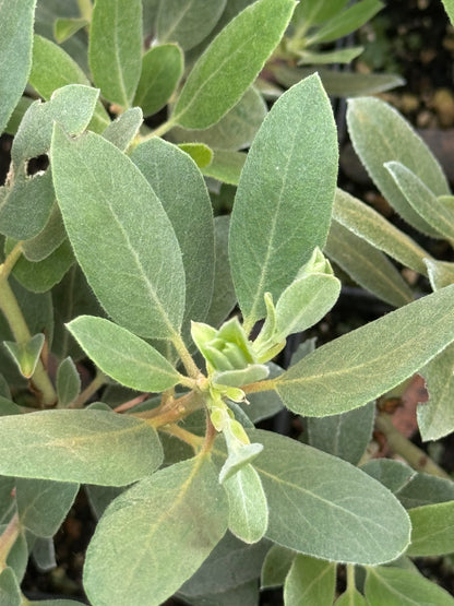 Arctostaphylos columbiana x nortensis 'Ooops'