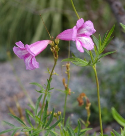 Incarvillea olgae