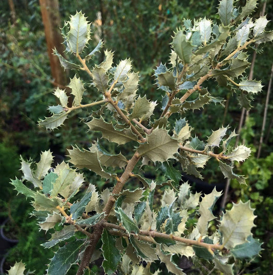 *RETAIL - Quercus rotundifolia