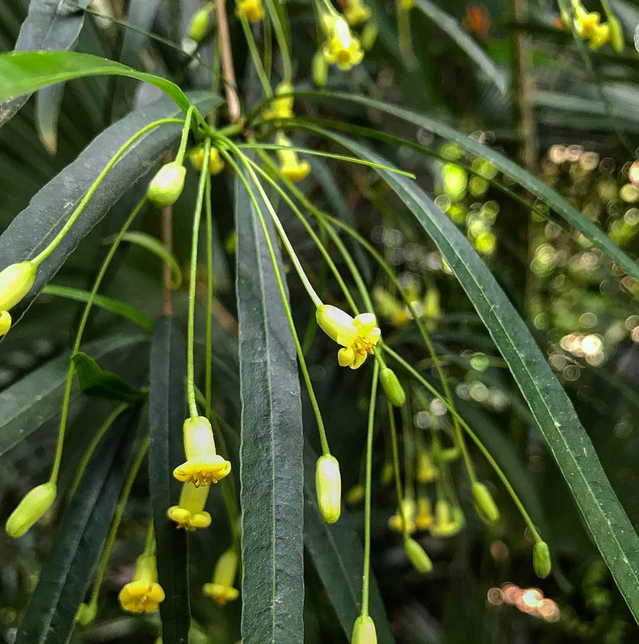 *RETAIL - Pittosporum illicioides 'Strappy'