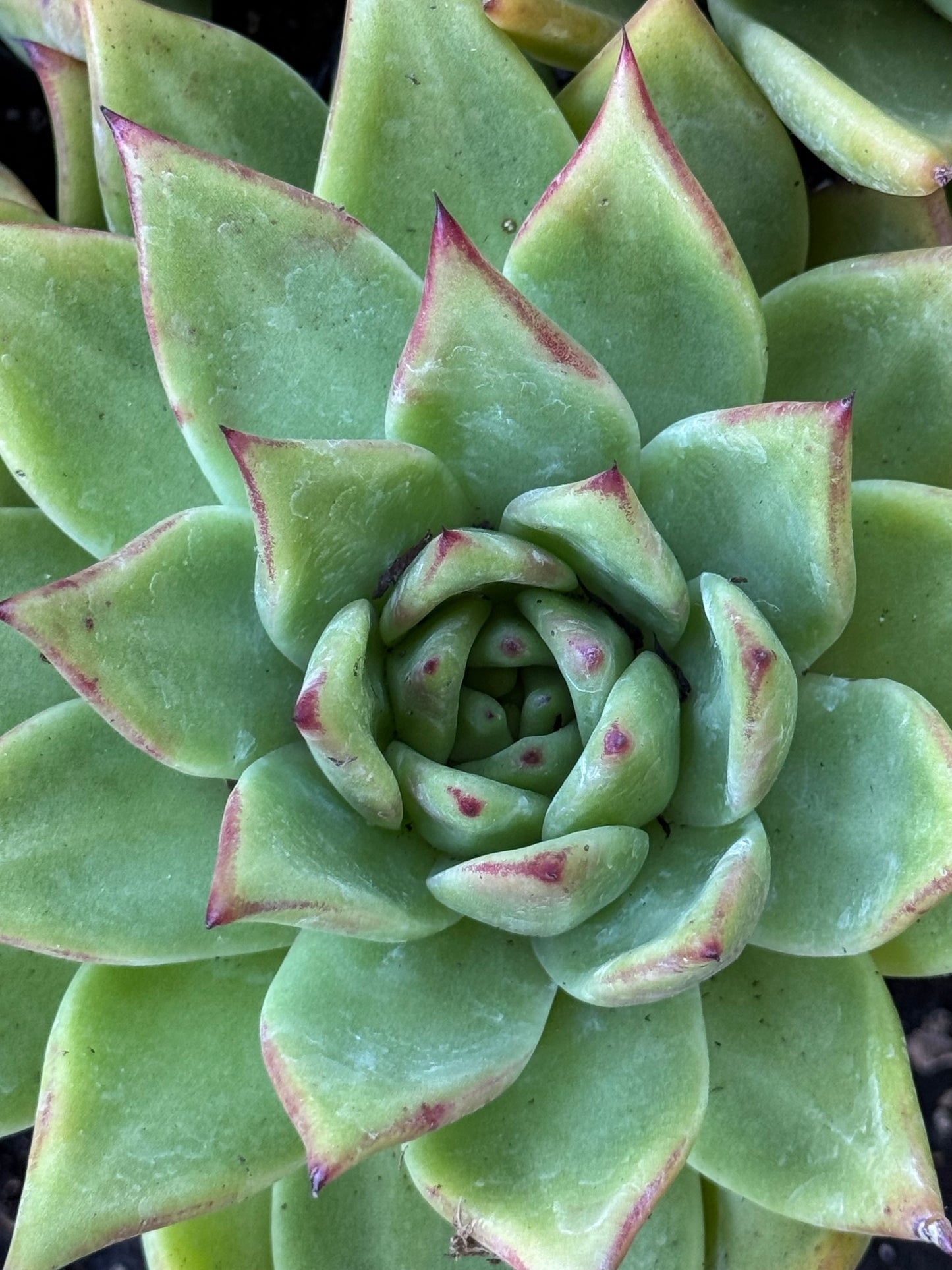 *RETAIL - Echeveria agavoides x
