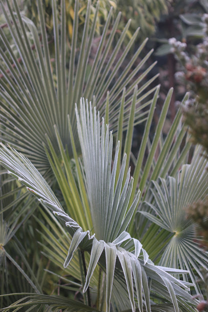 Chamaerops humilis 'Volcano'