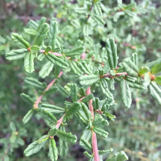 *RETAIL - Ceanothus 'Italian Skies'