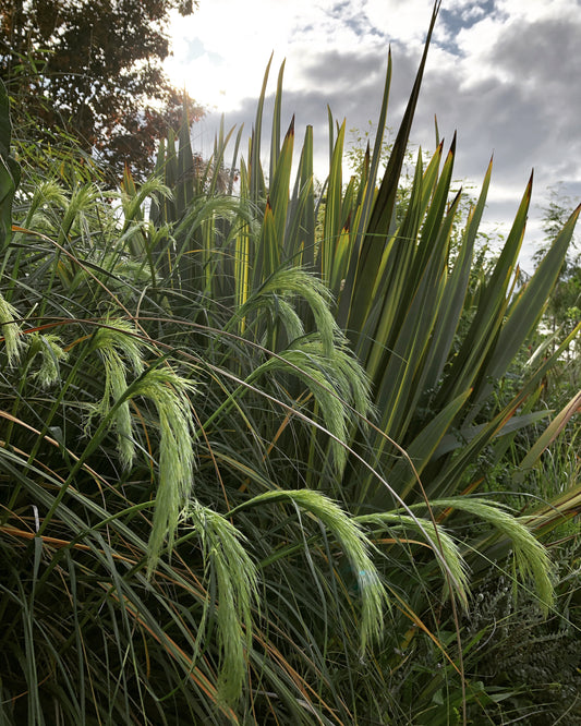 *RETAIL - Chionochloa flavicans