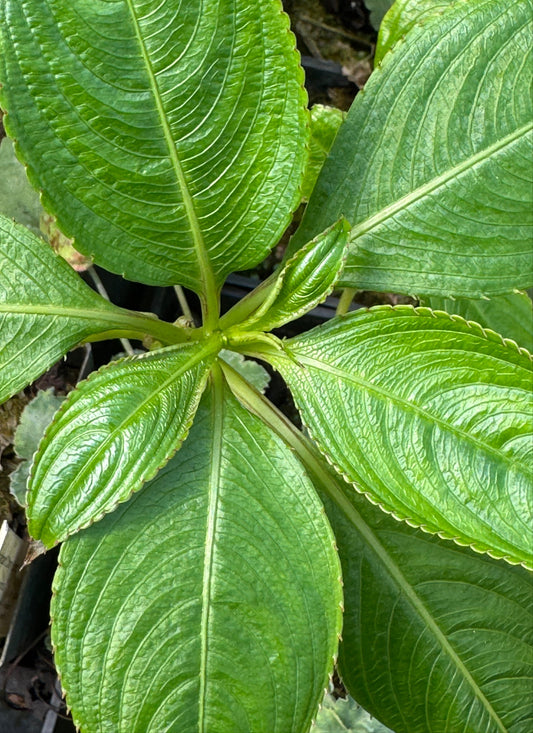Impatiens cathcartii 'Cherry Bomb'