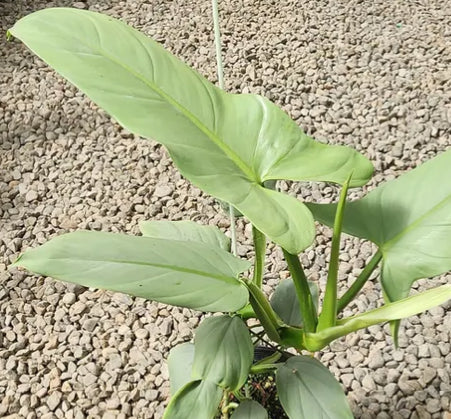 *RETAIL - Philodendron hastatum 'Silver Sword'