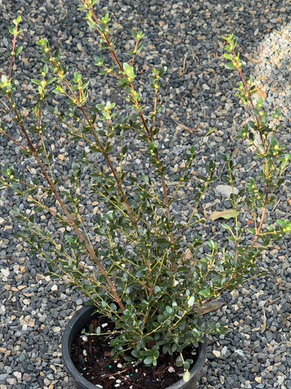 Eucryphia milliganii