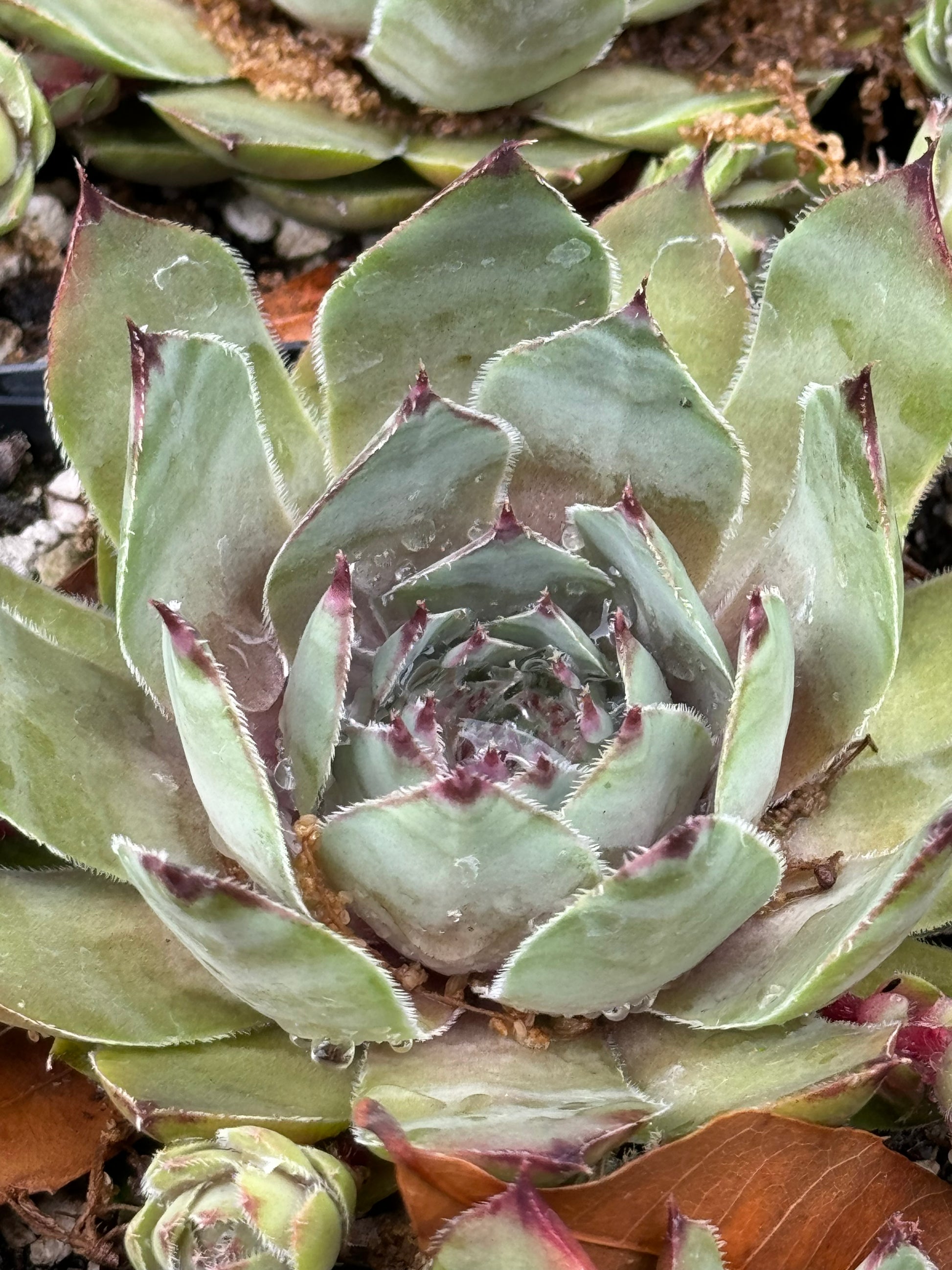 sempervivum succulent types Sempervivum 'Silver Tone' – Cistus Nursery