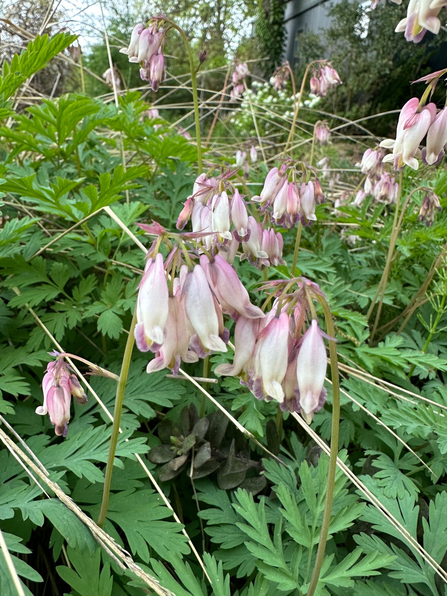 *RETAIL - Dicentra oreganum