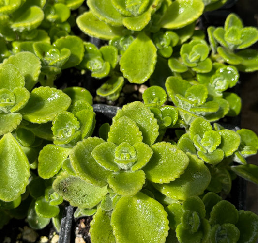 *RETAIL - Plectranthus amboinicus