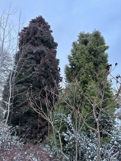 *RETAIL - Cryptomeria japonica 'Elegans Aurea'