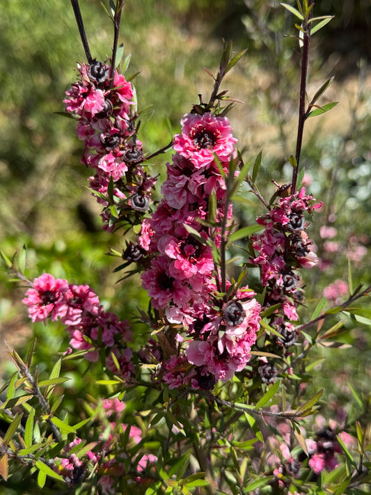 *RETAIL - Leptospermum scoparium 'Martini'