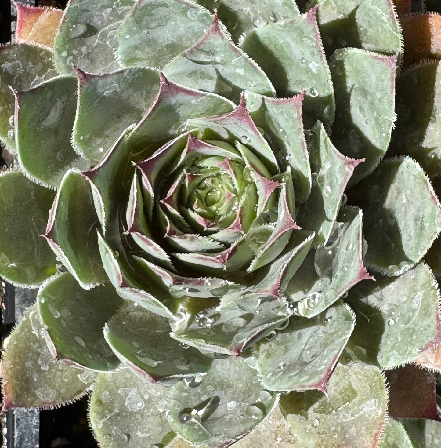 *RETAIL - Sempervivum 'Dark Mountain'