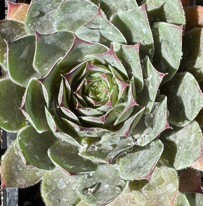 *RETAIL - Sempervivum 'Dark Mountain'