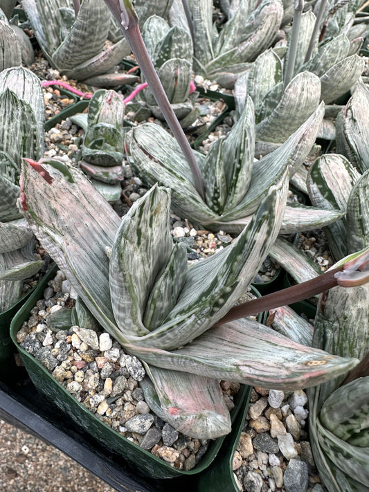 Gasteria sp. ‘Sakura Fuji’