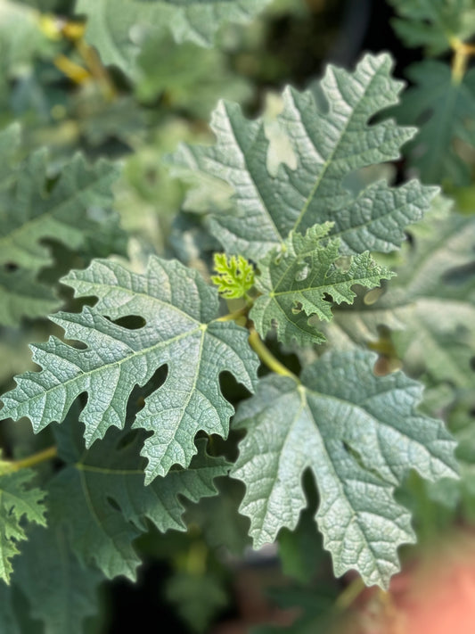 *RETAIL - Ficus afghanistanica 'Silver Lyre'
