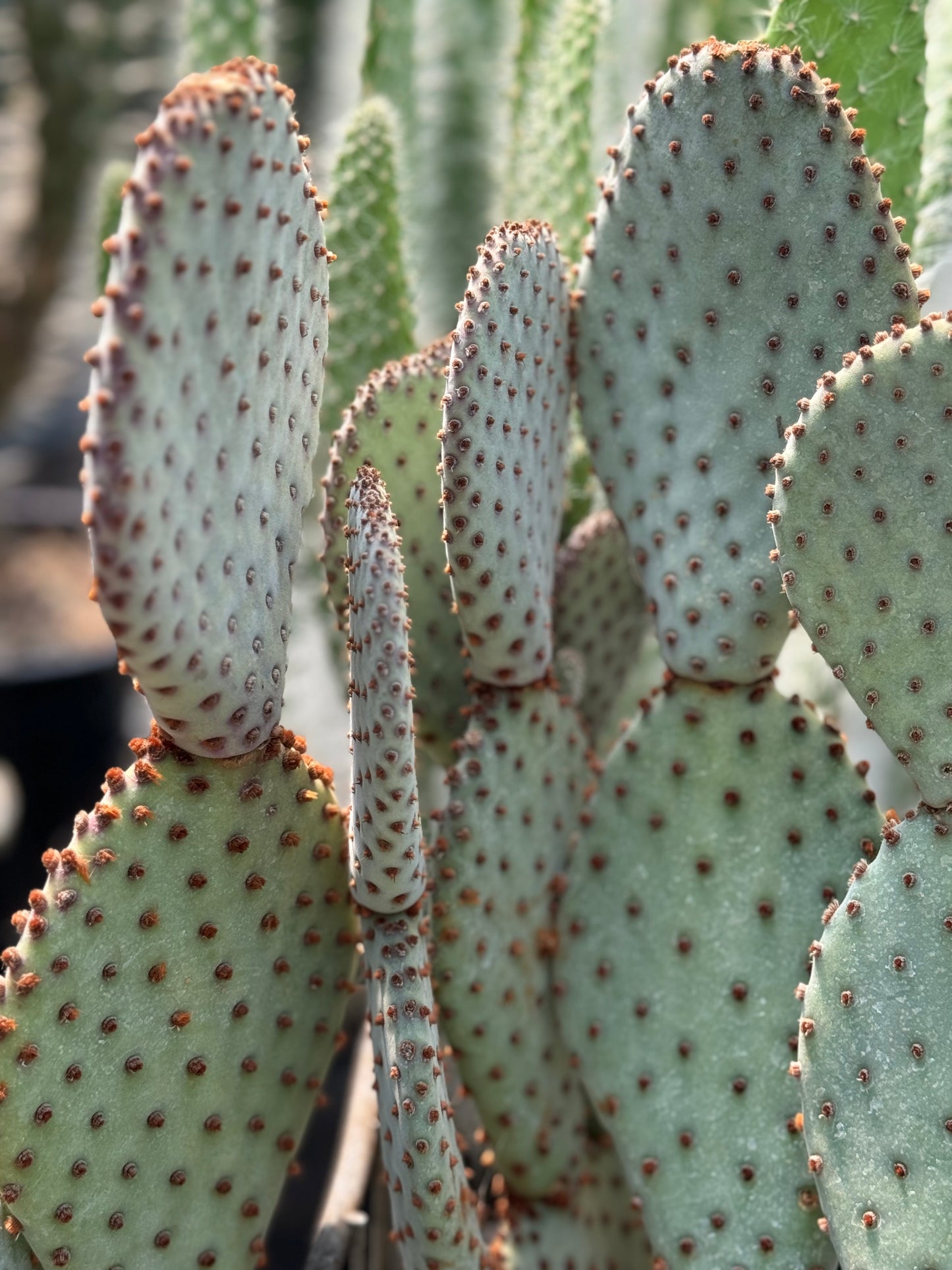 *RETAIL - Opuntia basilaris 'Sara's Compact'