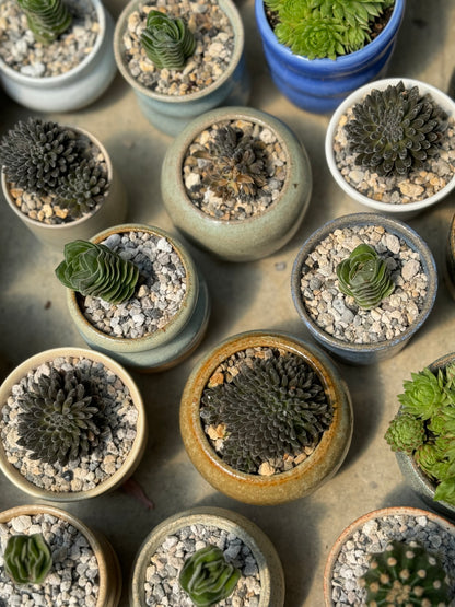 Potted Tiny Plant