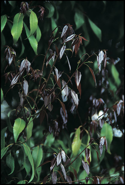 Quercus myrsinifolia