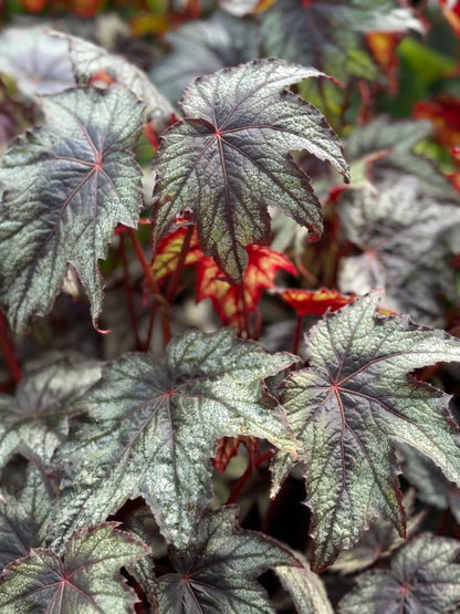 *RETAIL - Begonia 'Little Brother Montgomery'