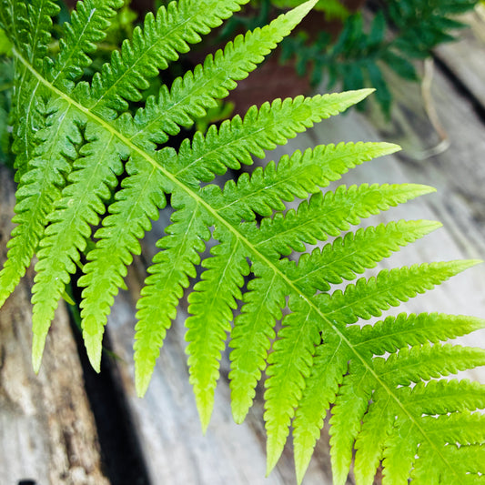 *RETAIL - Thelypteris decursive-pinnata