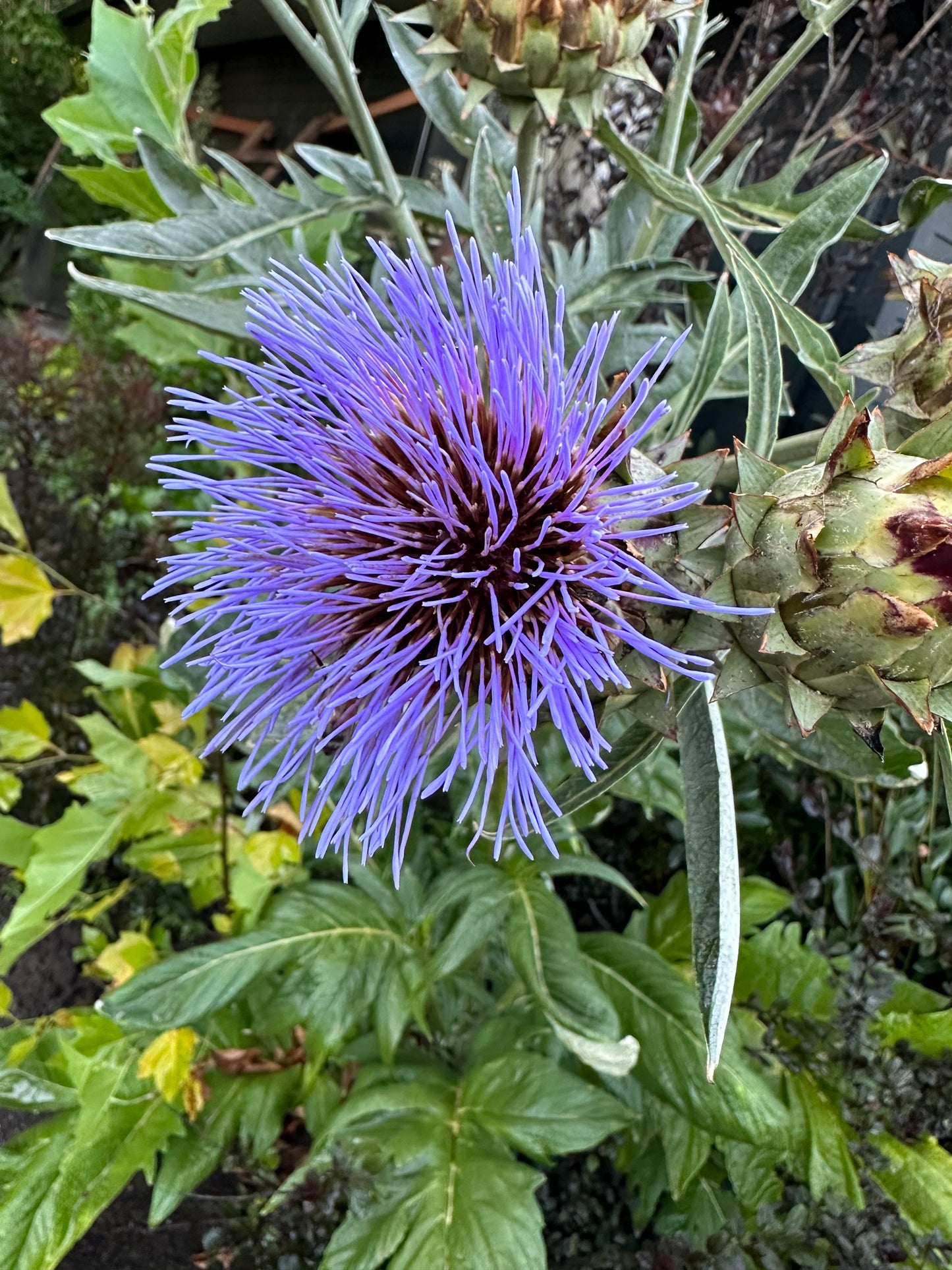 *RETAIL - Cynara cardunculus 'Christo’s Giant'