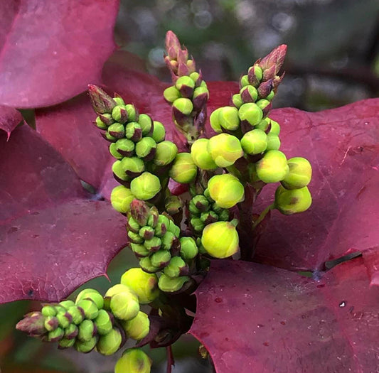 *RETAIL - Mahonia repens