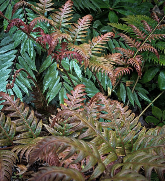 Woodwardia unigemmata