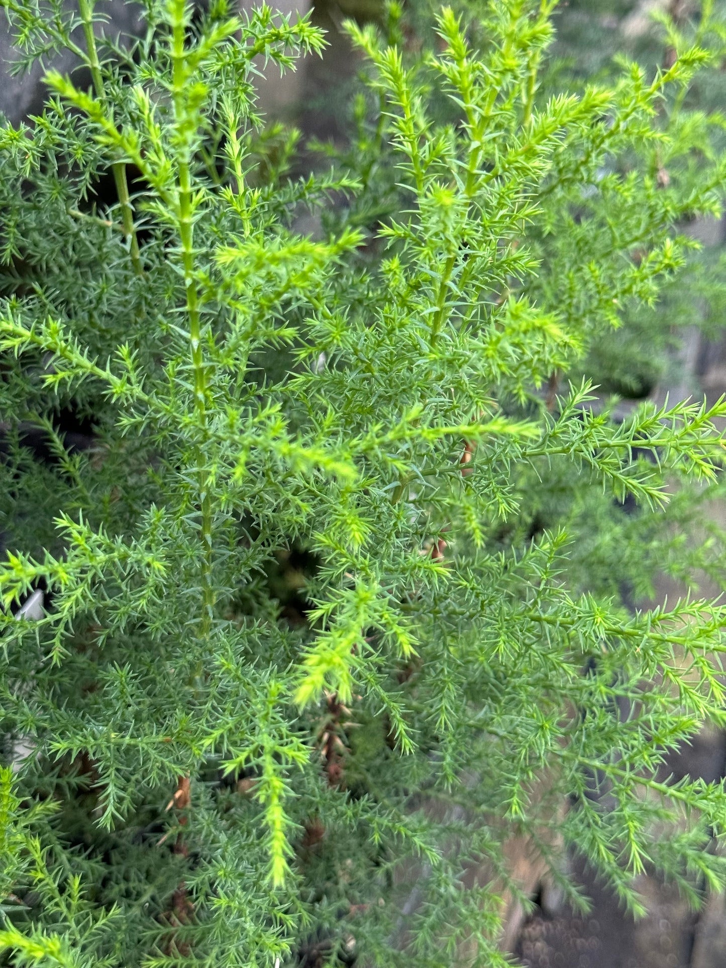 Cupressus abramsiana