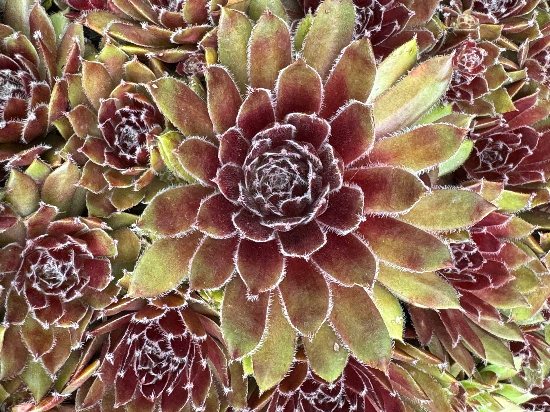 pnw succulents Sempervivum 'Pacific Sparkler' – Cistus Nursery