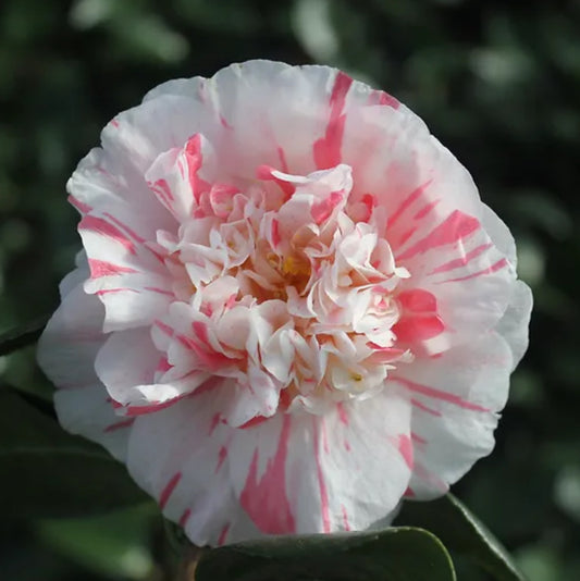 *RETAIL - Camellia japonica 'Diakagura'