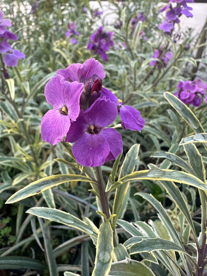 *RETAIL - Erysimum linifolium ‘Variegatum’