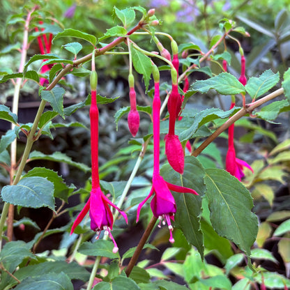 Fuchsia 'DebRon's Scarlet Runner'