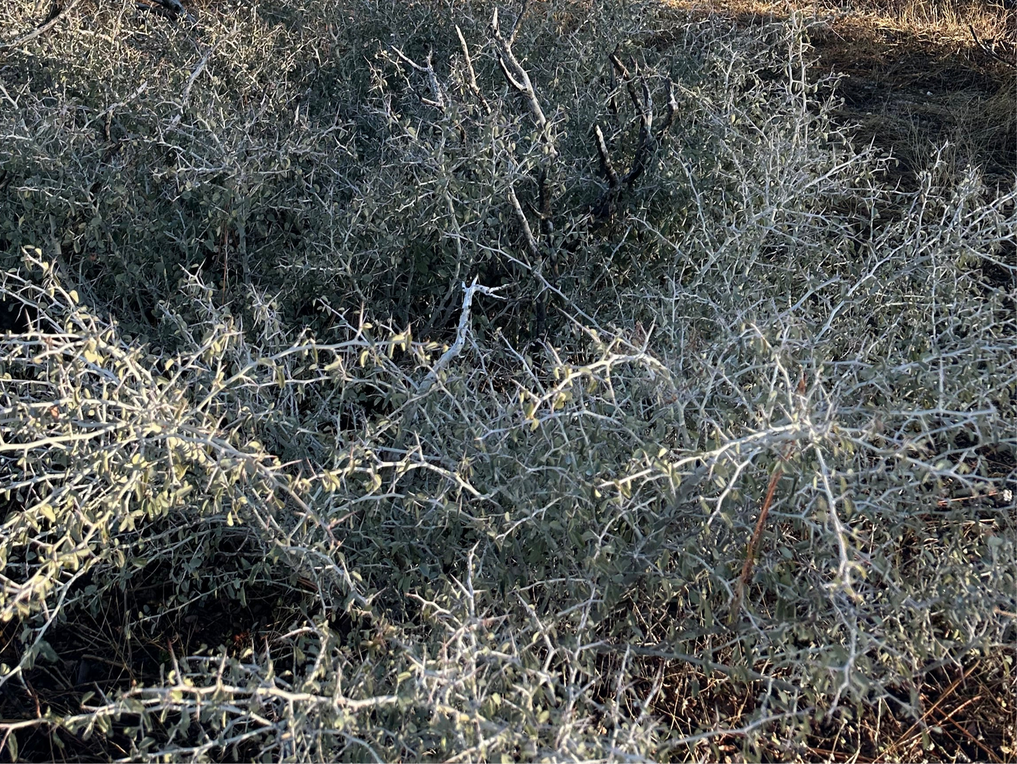 *RETAIL - Ceanothus cordulatus