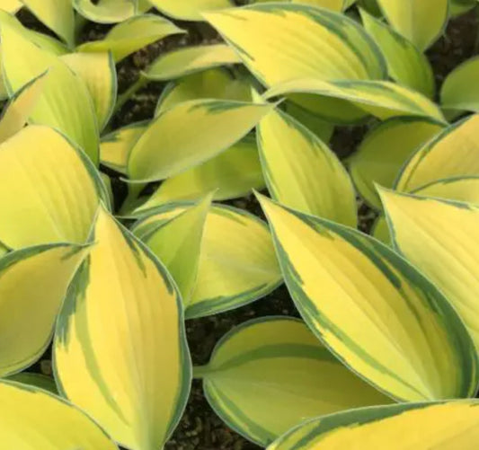*RETAIL - Hosta 'June'