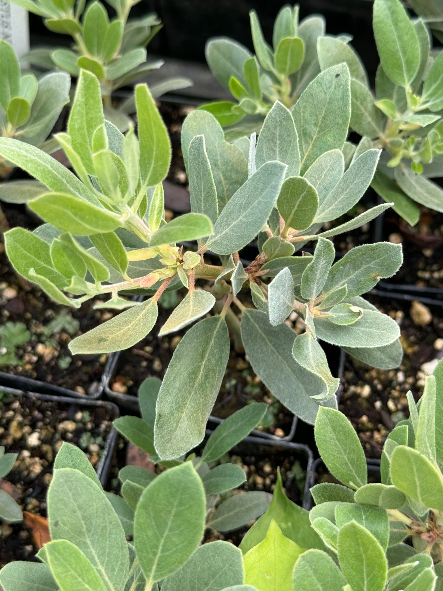 Arctostaphylos columbiana x nortensis 'Ooops'