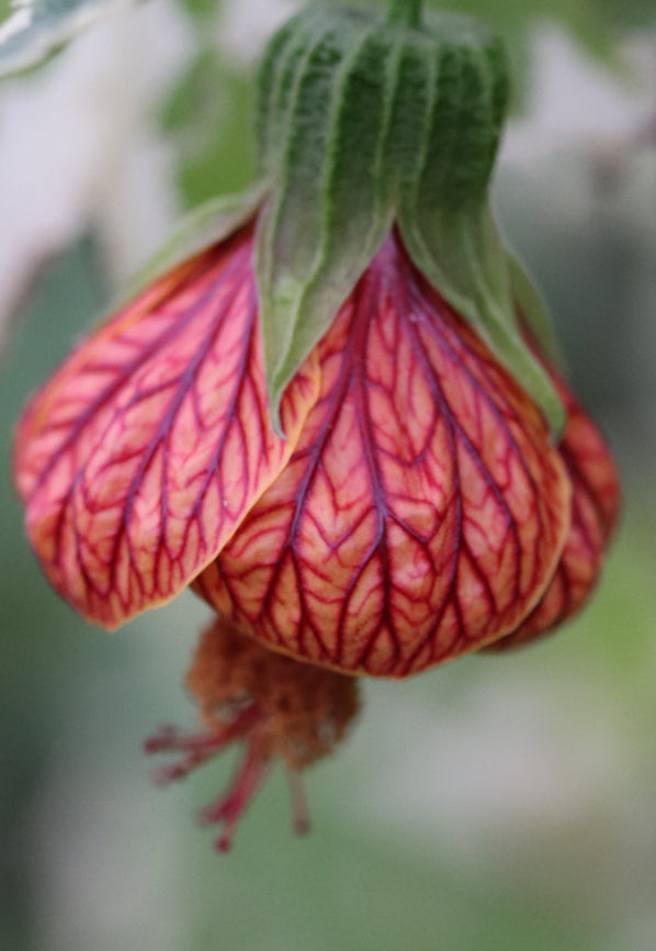 *RETAIL - Abutilon x 'Red Tiger'