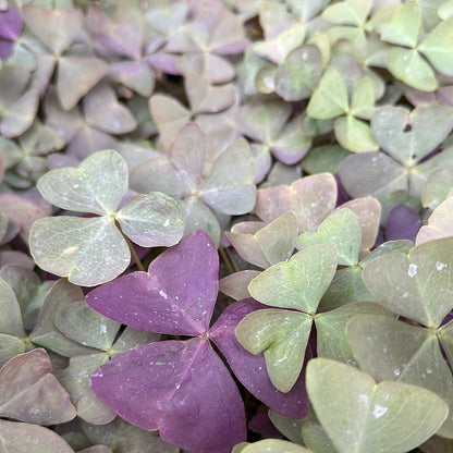 Oxalis triangularis ‘Platinum Purple’