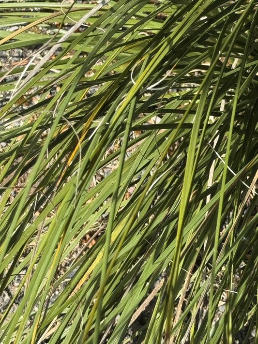 Nolina lindheimeriana