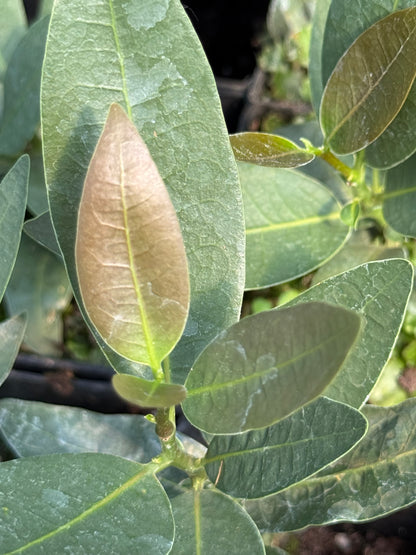 Umbellularia californica var. fresnensis [blue leaves]
