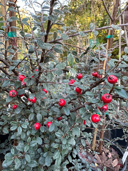 *RETAIL - Cotoneaster hodjingensis