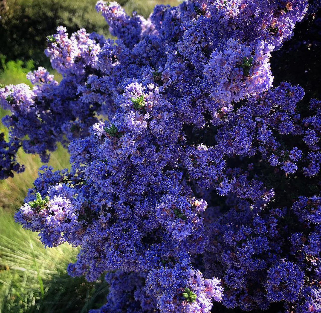 *RETAIL - Ceanothus impressus 'Vandenberg'