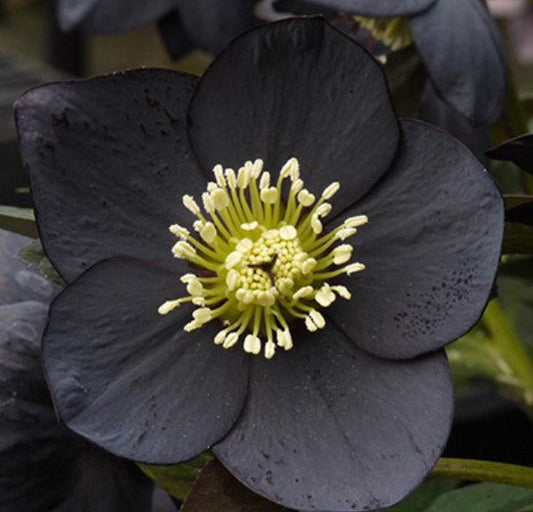 *RETAIL - Helleborus x 'Black Diamond'