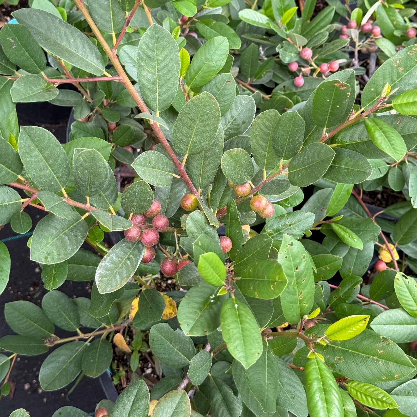 *RETAIL - Rhamnus californica 'Eve Case'