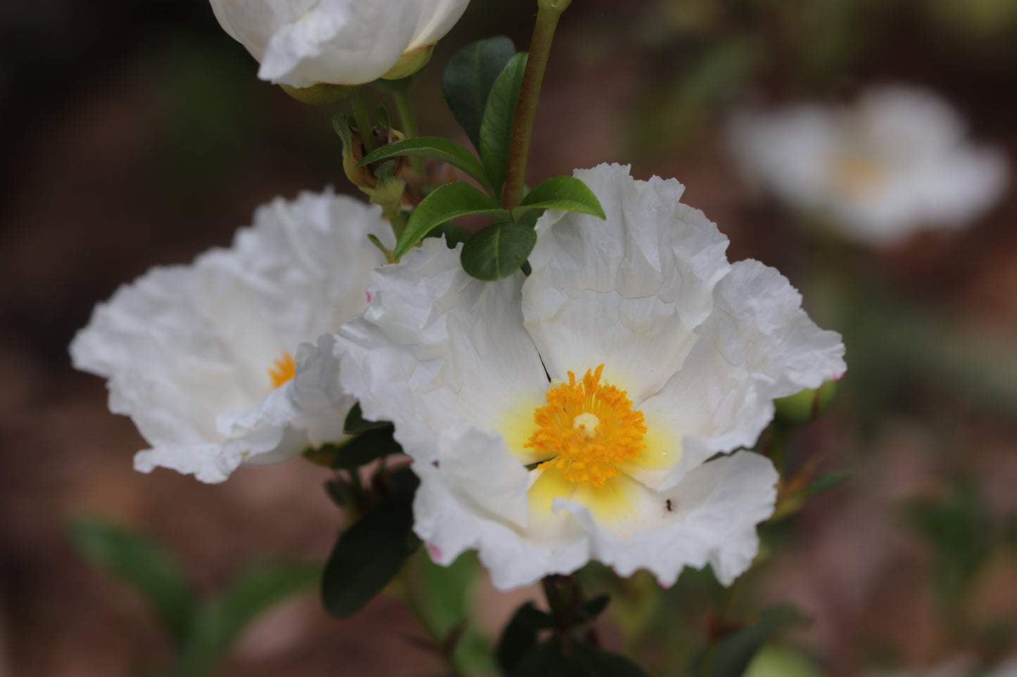 *RETAIL - Cistus ladanifer 'Bennett's White'