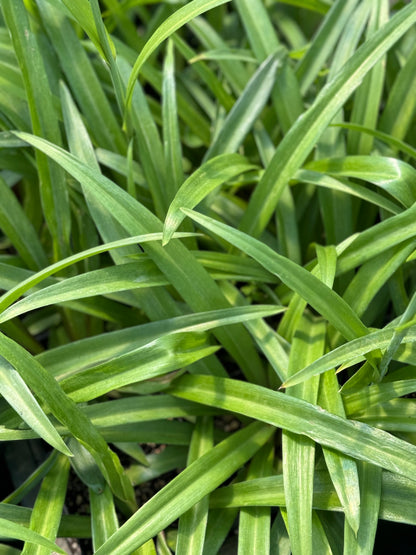 Polianthes x bundrantii 'Chirp'