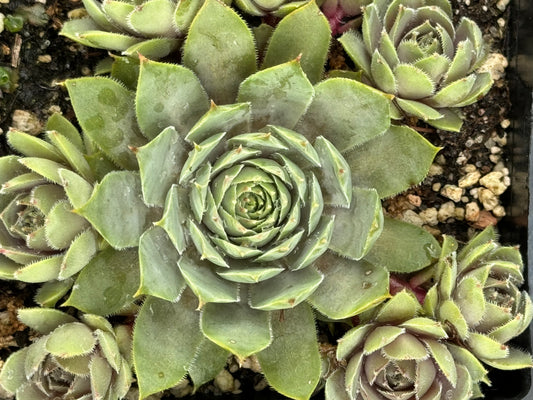 *RETAIL - Sempervivum 'Glaucum Minor'