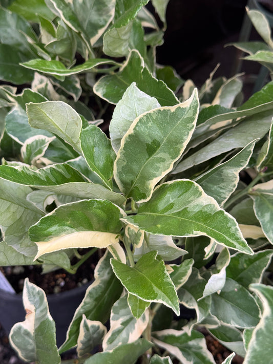 *RETAIL - Citrus x limon 'Variegated Pink Eureka'